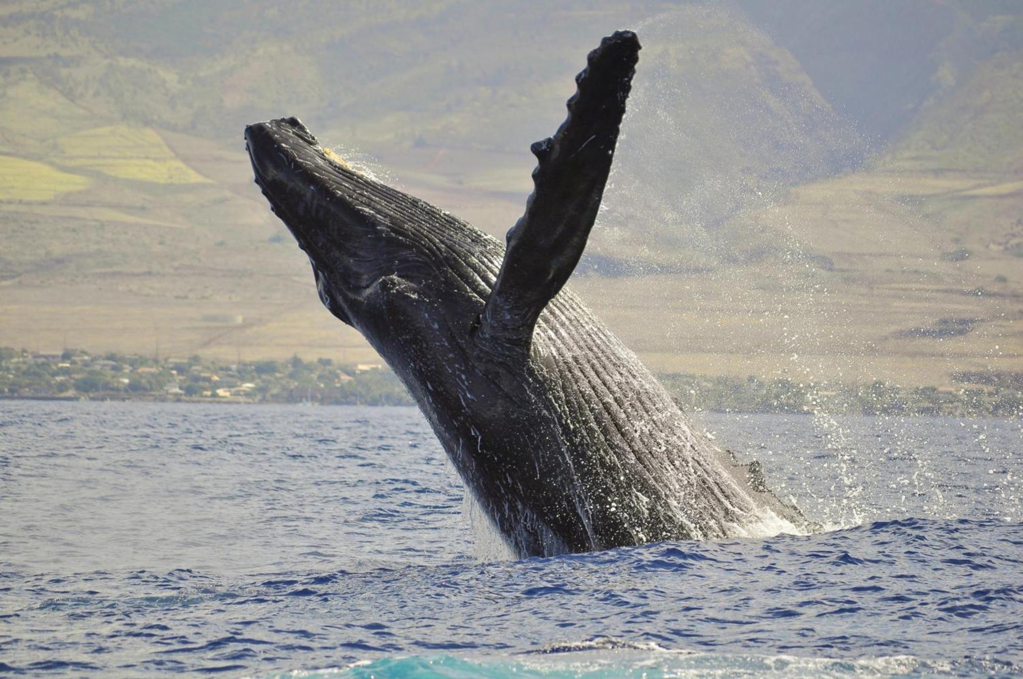 Wailea Ekolu 1604 Villa Kihei Kültér fotó